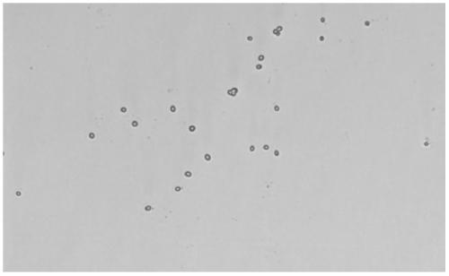 A strain of Pichia anomaly with high production of 4-vinylguaiacol and ethyl acetate and its application