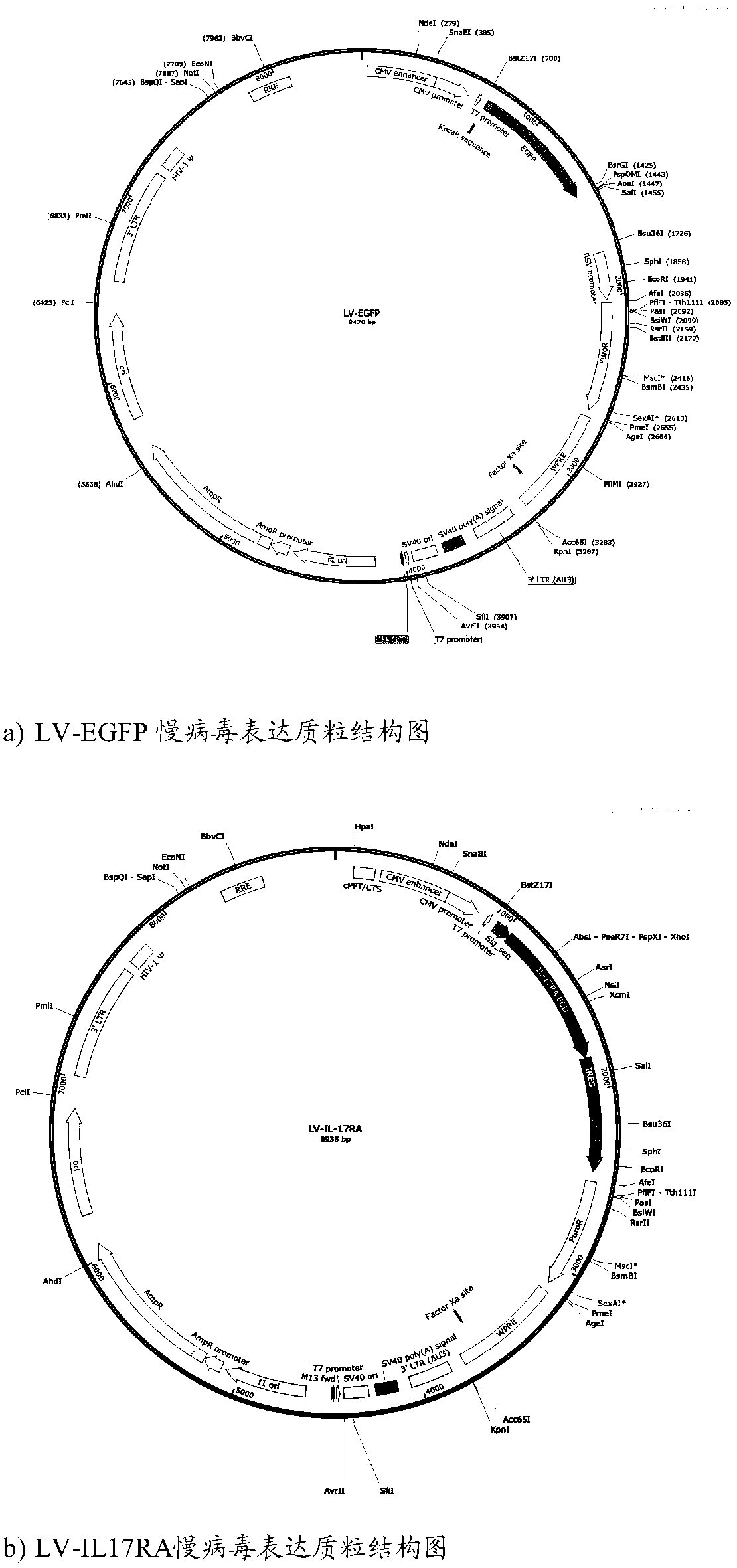 Mesenchymal stem cell for treating autoimmune diseases and preparation method and application of mesenchymal stem cell