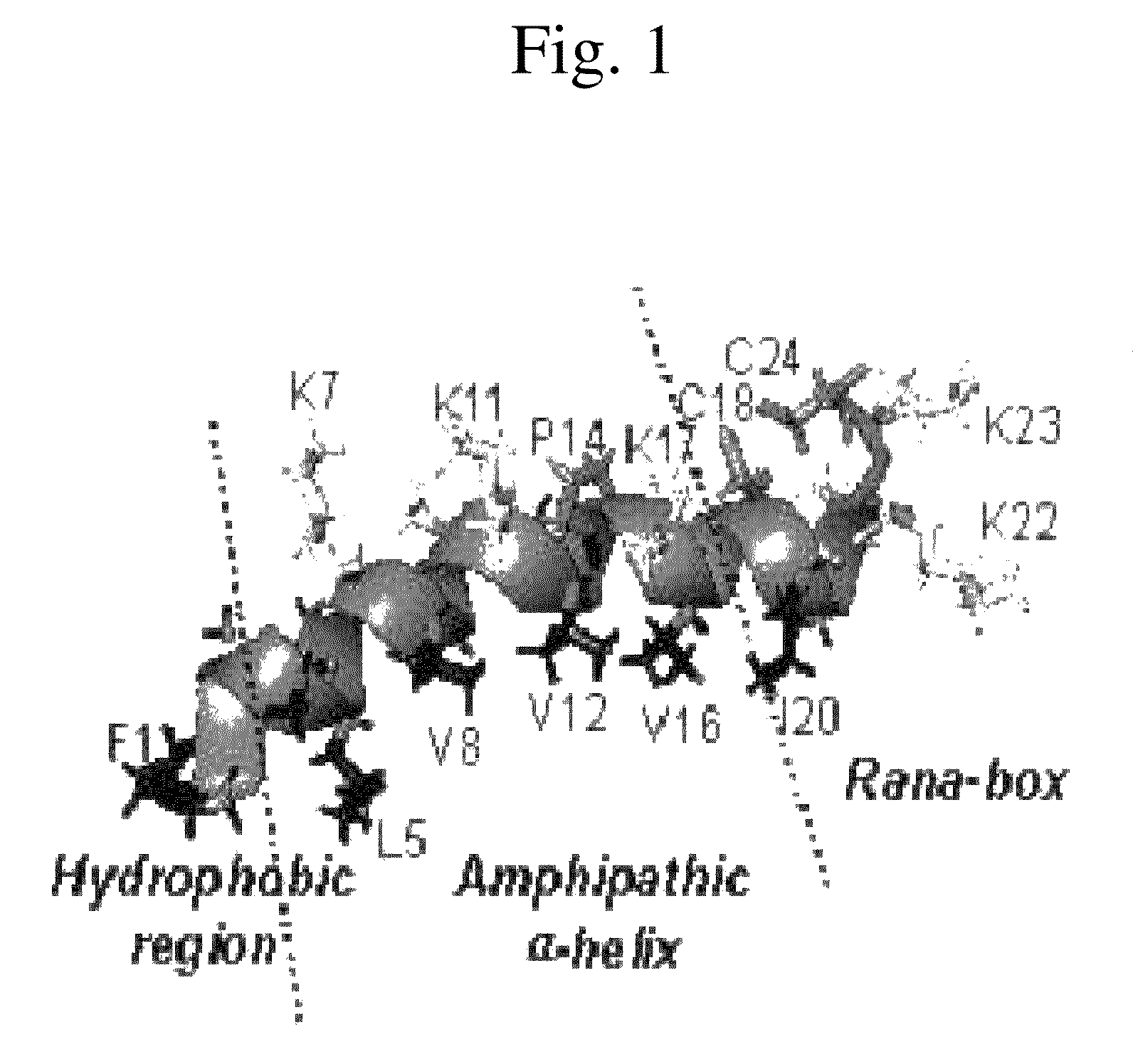 Analogues of antimicrobial and anticancer peptide synthesized and produced from Gaegurin 5