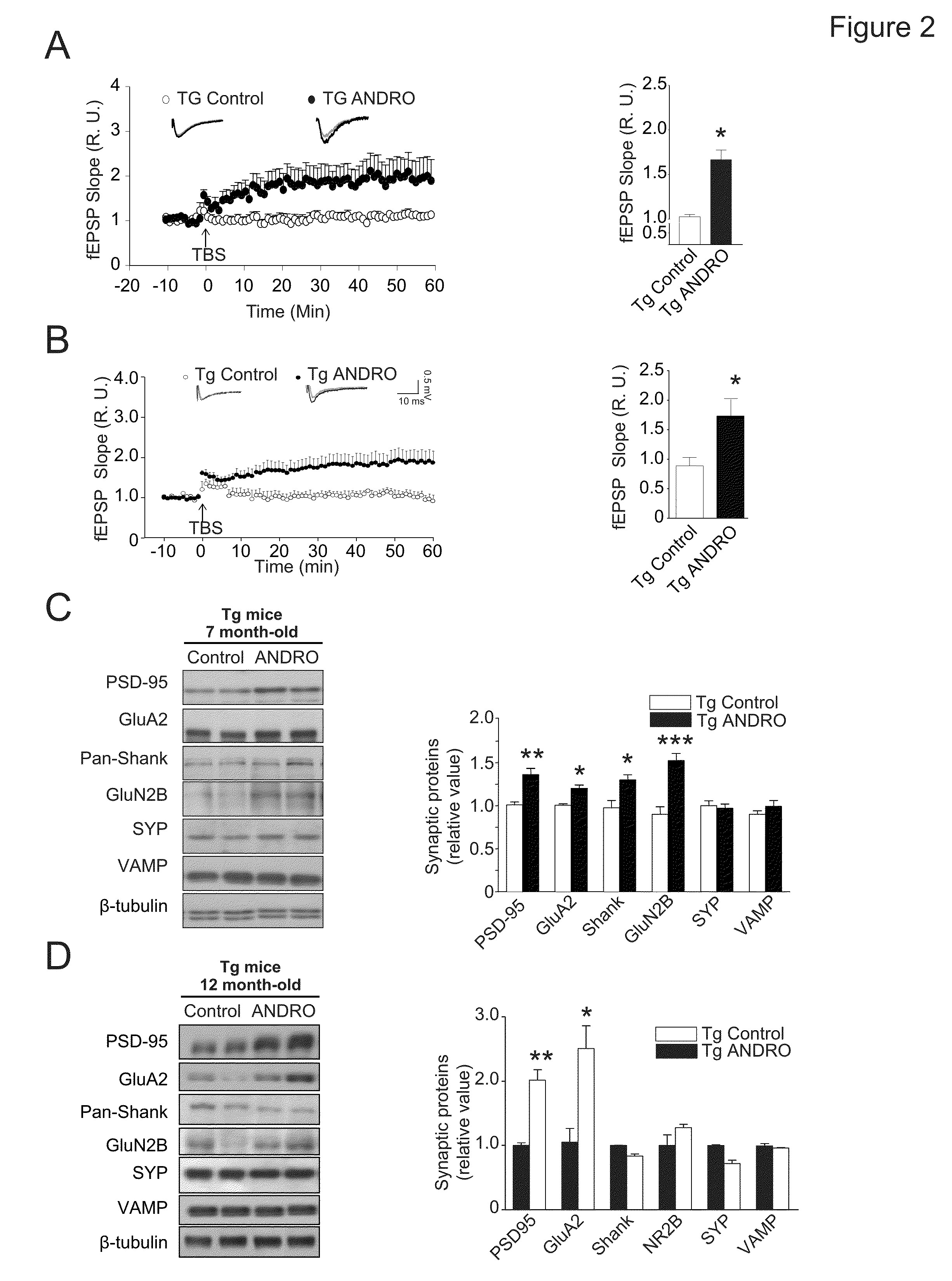 Treatment of Alzheimer's and Cognitive Impairment With Andrographolides