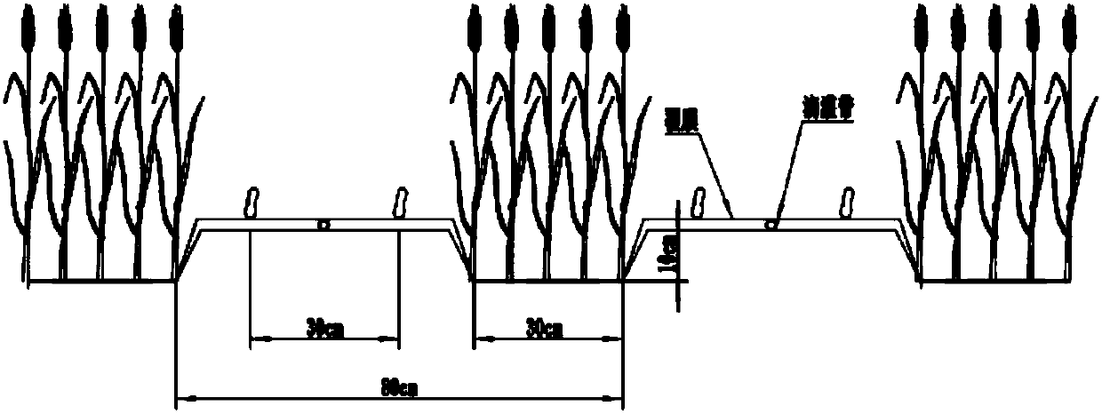 Mulching film covering planting method for interplanting spring sowing peanuts by using winter wheat