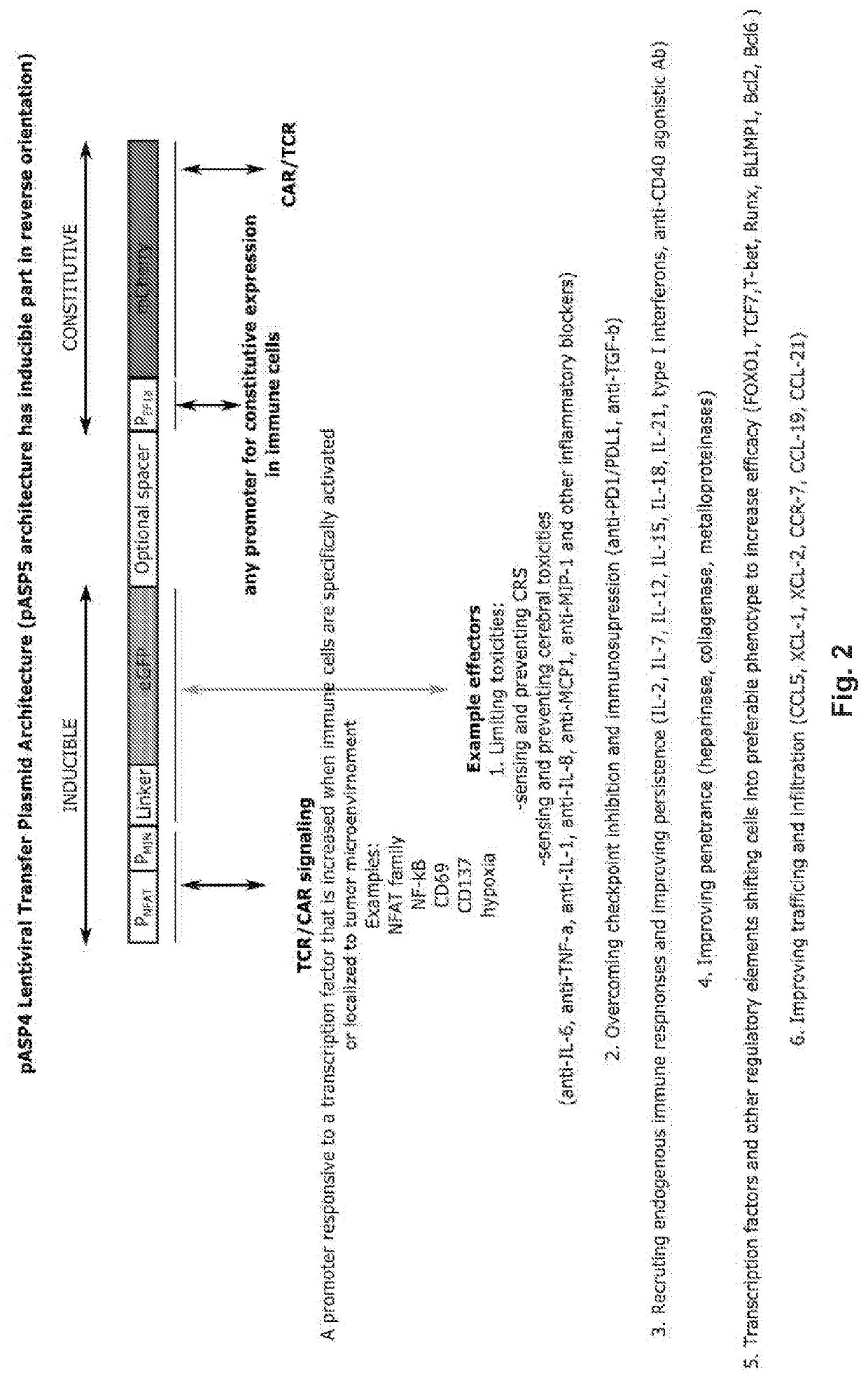 Methods And Compositions Comprising A Viral Vector For Expression Of A Transgene And An Effector