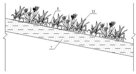 Riparian zone ecological restoration system and construction method thereof