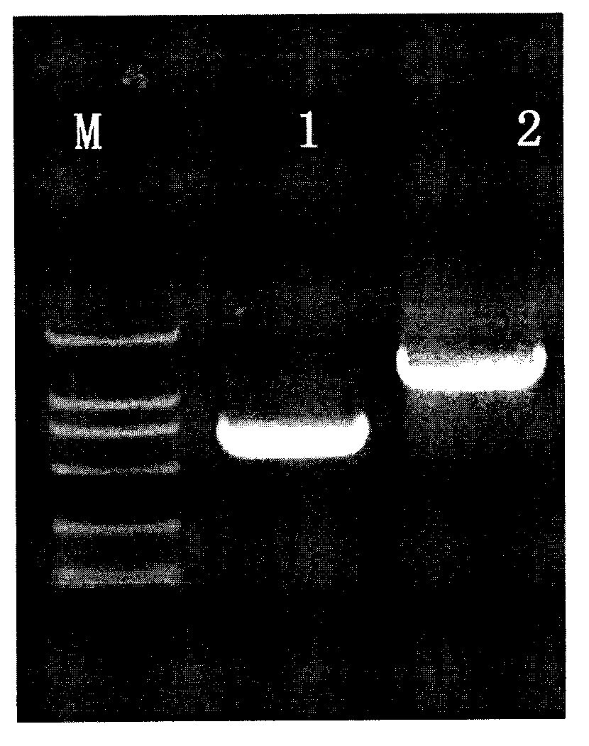 Anti-anthrax PA antigen monoclonal antibody and applications thereof