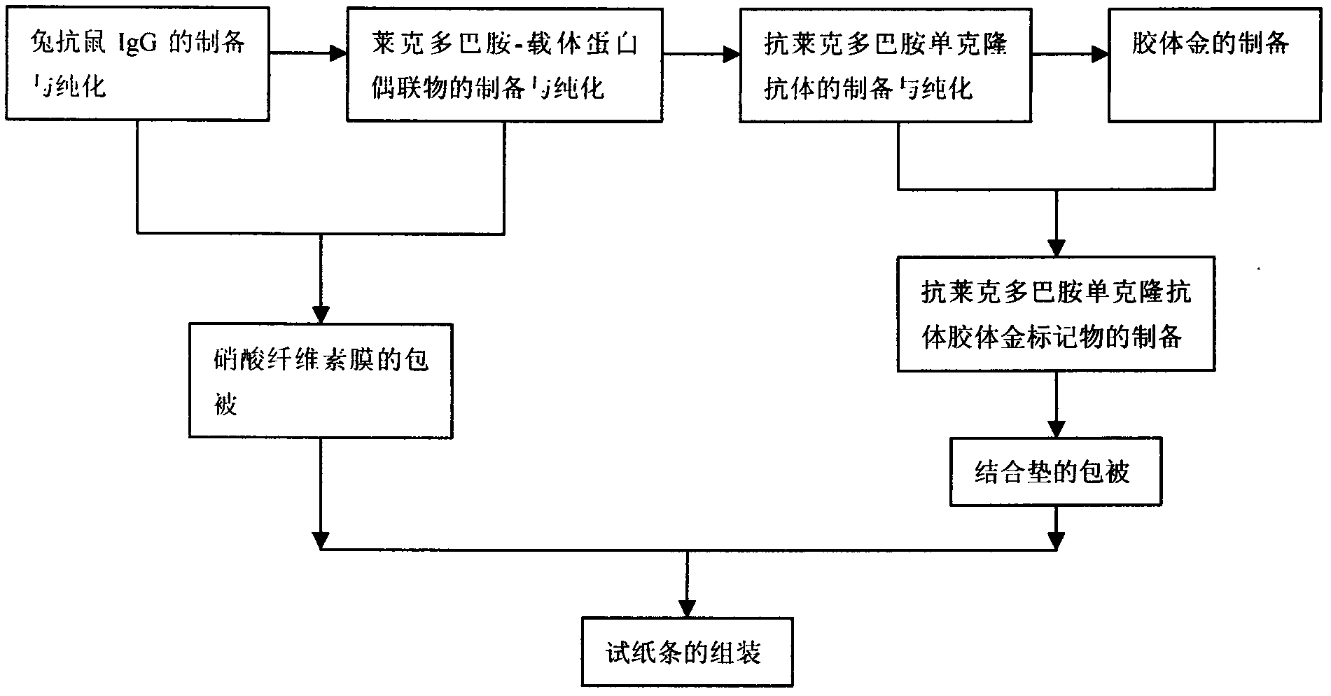 Immune colloidal gold test strip for detection of ractopamine residue in swine urine