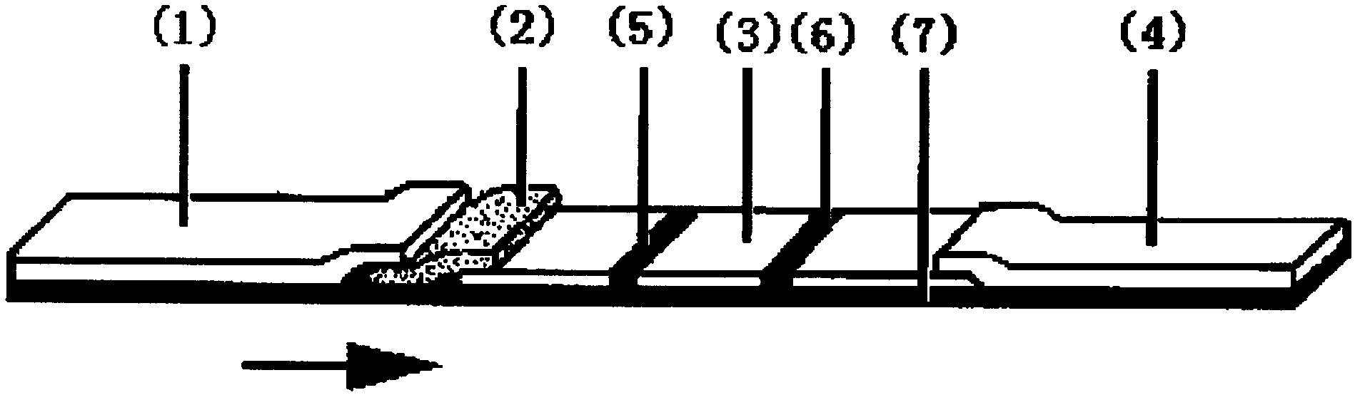 Immune colloidal gold test strip for detection of ractopamine residue in swine urine