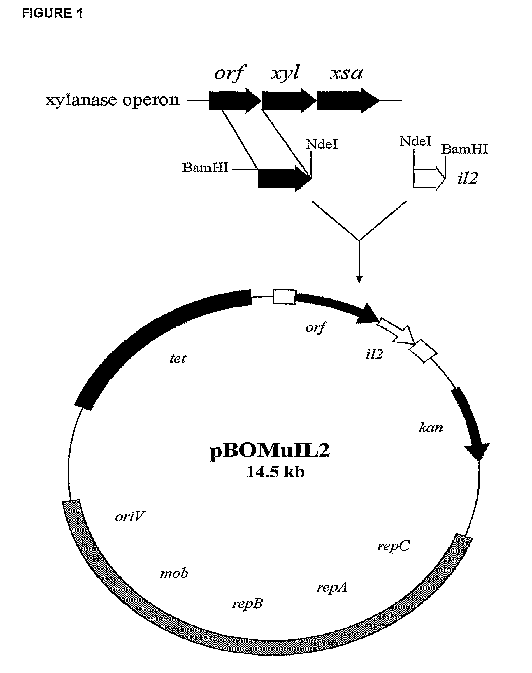 Gut commensal bacterium and methods of using the same