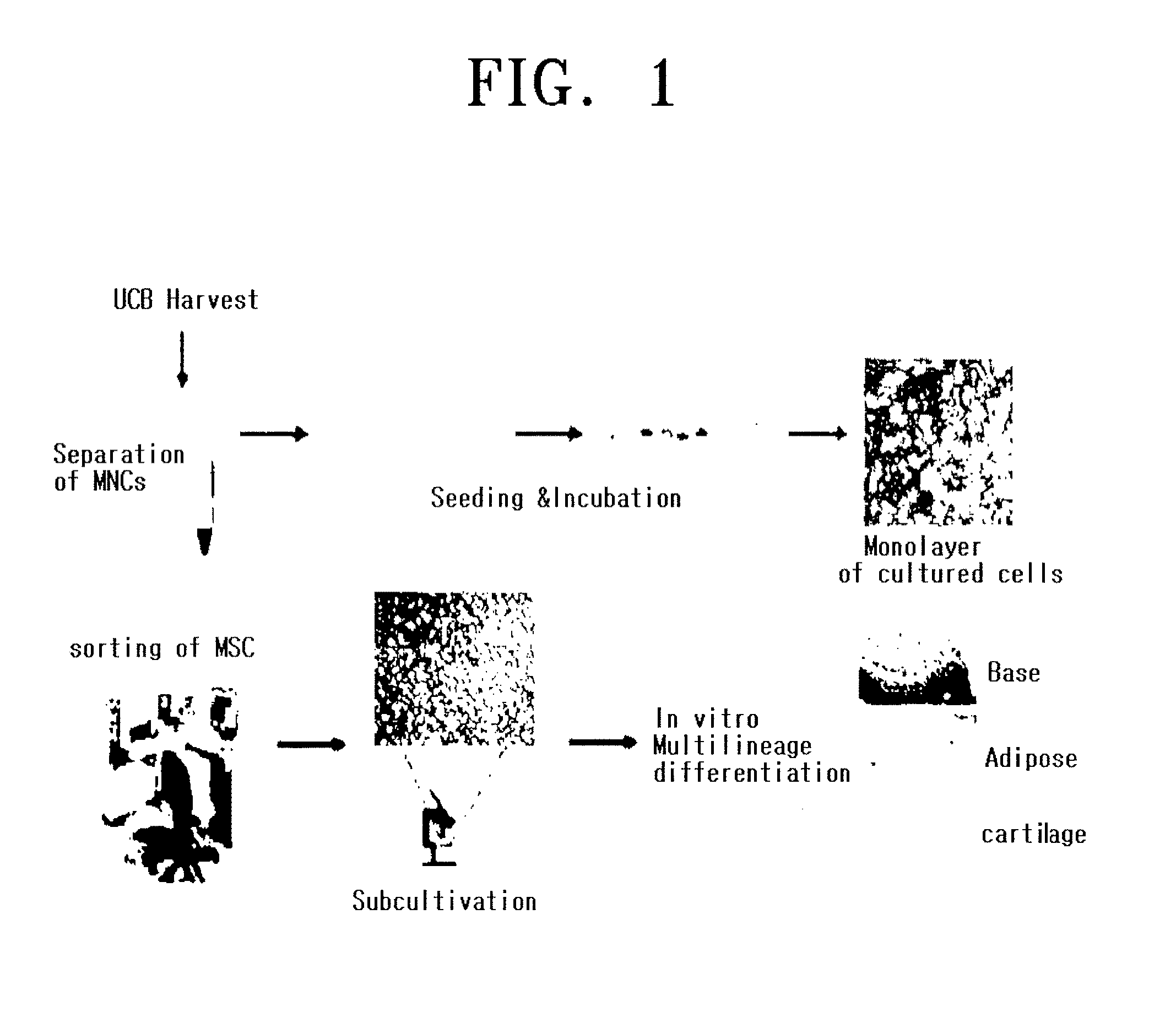 Composition for the diagnosis, prevention or treatment of diseases related to cells expressing il-8 or gro-alpha, comprising ucb-mscs