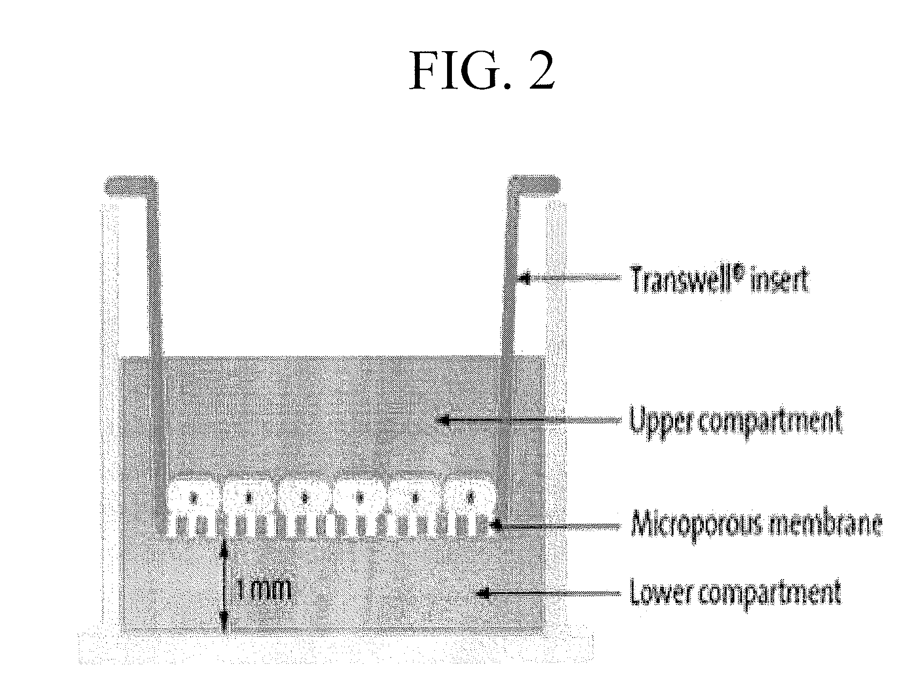 Composition for the diagnosis, prevention or treatment of diseases related to cells expressing il-8 or gro-alpha, comprising ucb-mscs