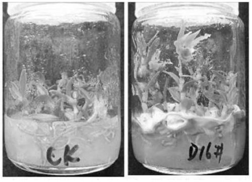 Endophytic fungi of Dendrobium officinale and its application