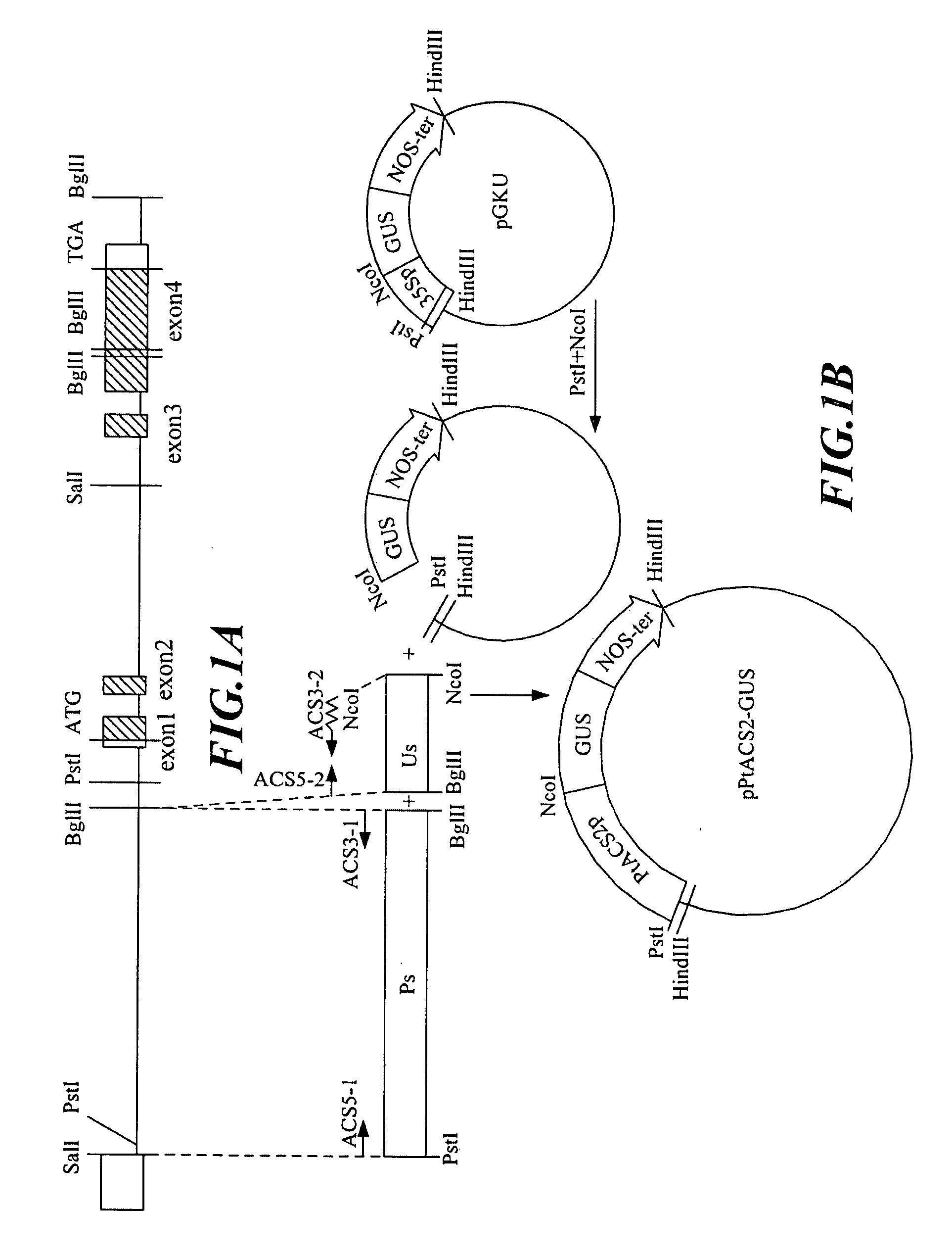 Flower Tissue-Specific Promoter and Uses Thereof