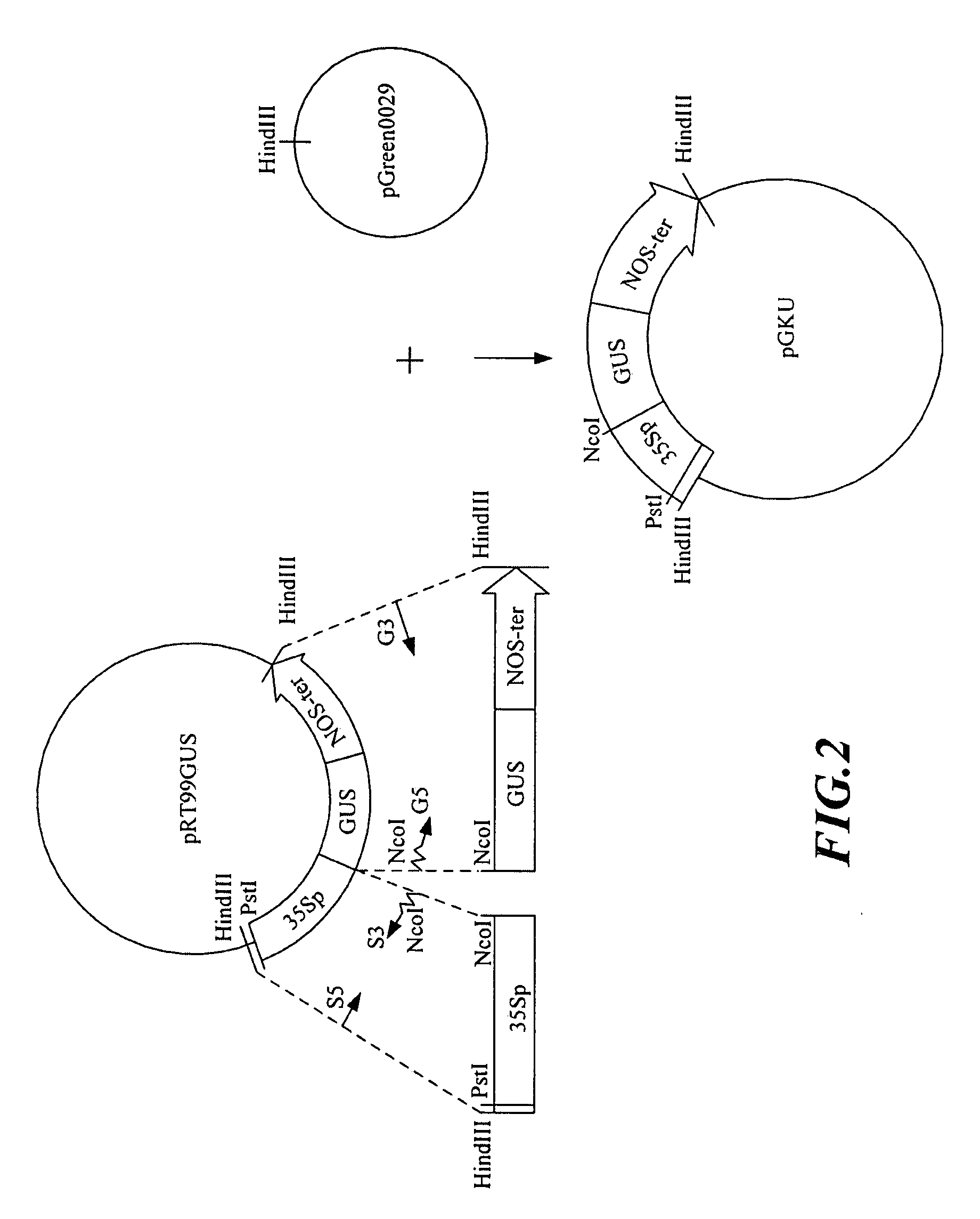 Flower Tissue-Specific Promoter and Uses Thereof