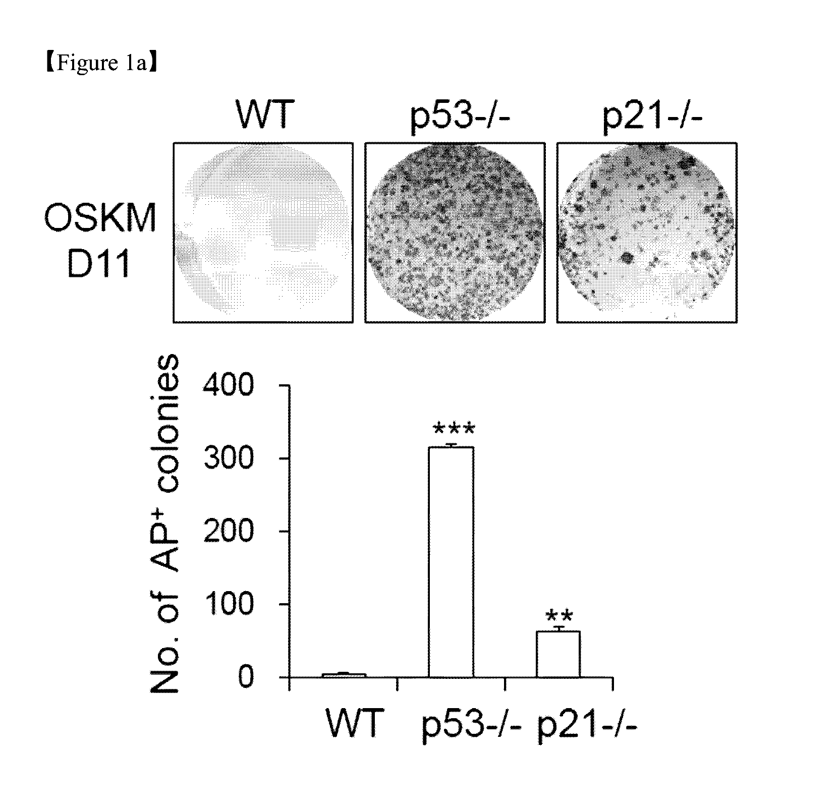 Compositions comprising a mitofusin inhibitor for promoting cell reprogramming and a use thereof