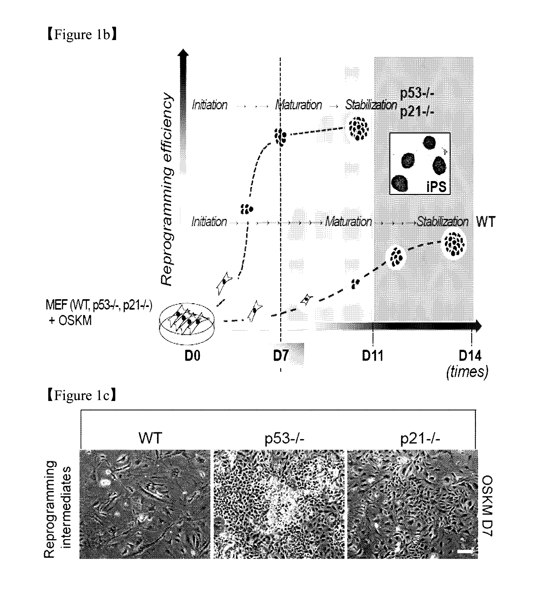 Compositions comprising a mitofusin inhibitor for promoting cell reprogramming and a use thereof