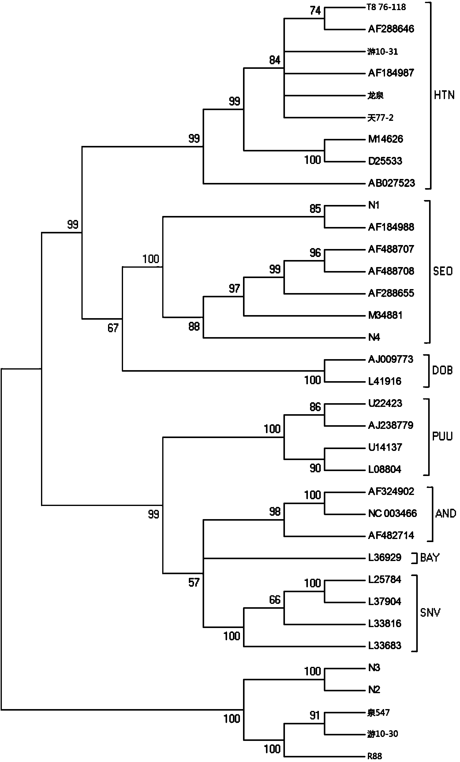 Primer, kit and method for conducting genetic typing on hantavirus by means of PCR direct sequencing method