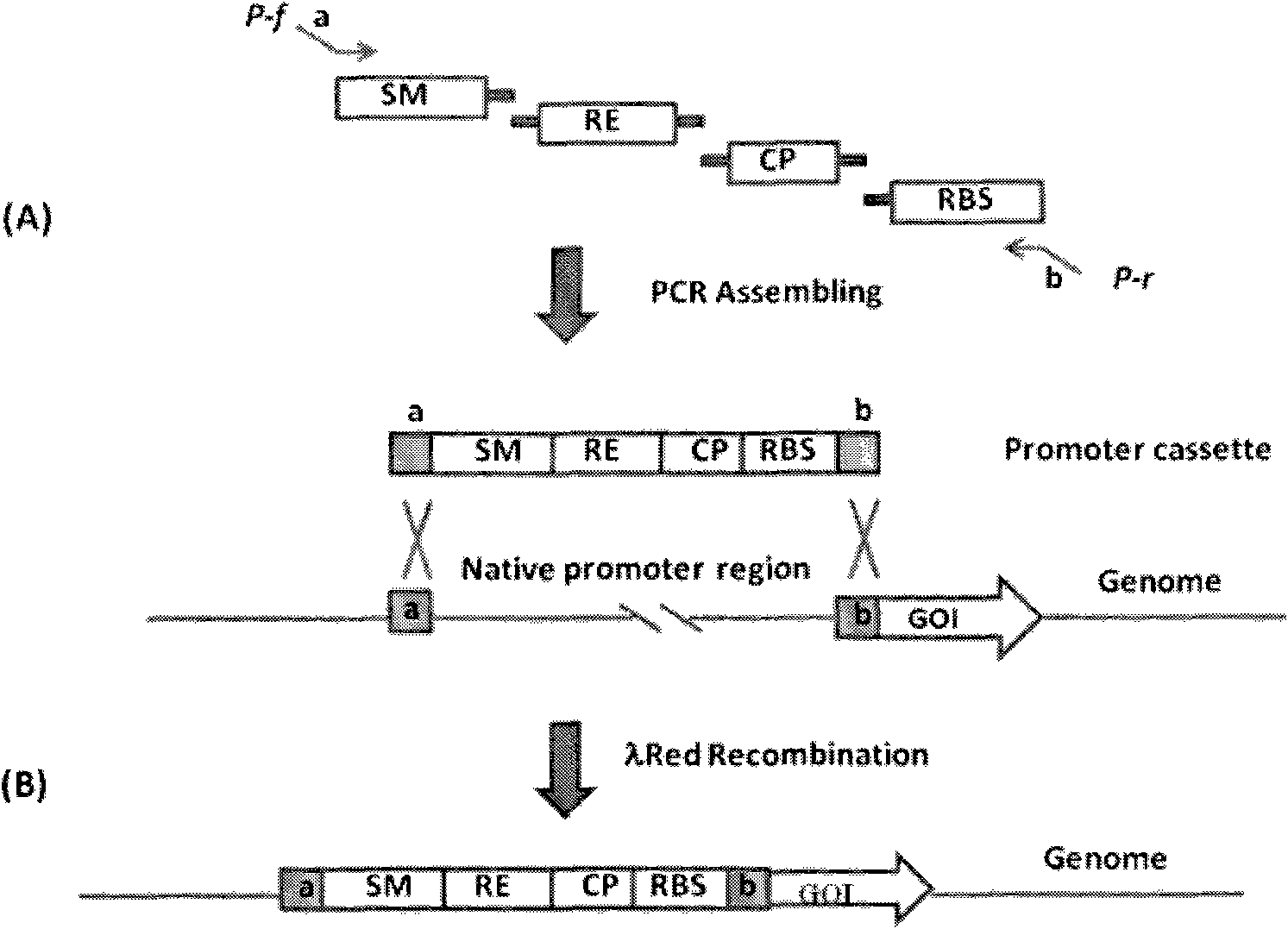 Method for regulating chromosome genome functions by using combined promoter