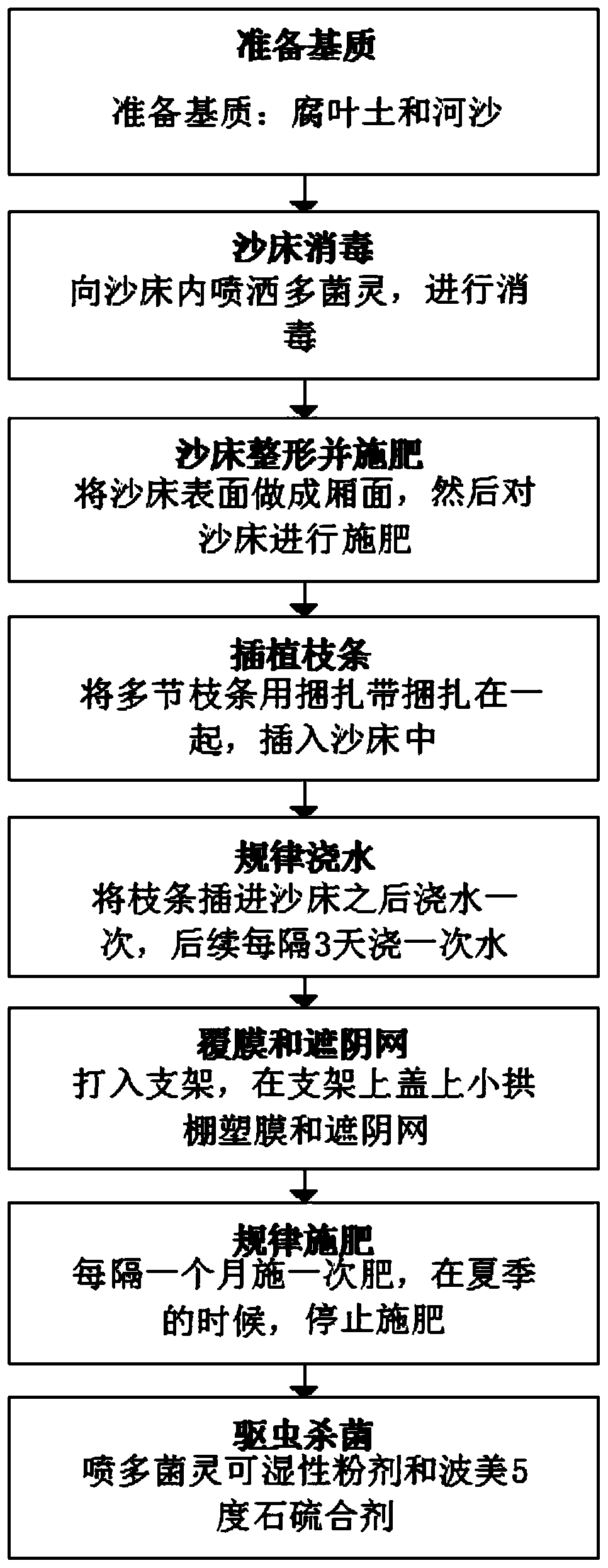 Cultivation method of juniperus chinensis high in survival rate