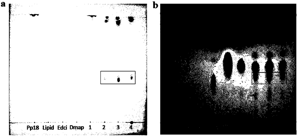 Preparation method of purpurin 18-liposome nanovesicle and application of purpurin 18-liposome nanovesicle to preparation of medicines for treating tumor