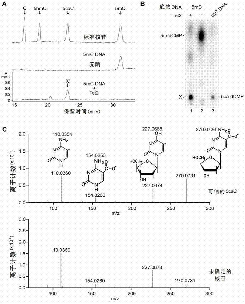 Method and reagent for adjusting methylation/demethylation state of nucleic acid