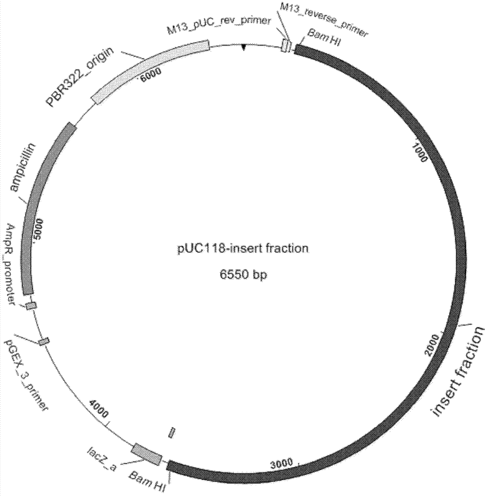 Isolation of 5-enol acetone shikimic acid-3-phosphate synthase gene