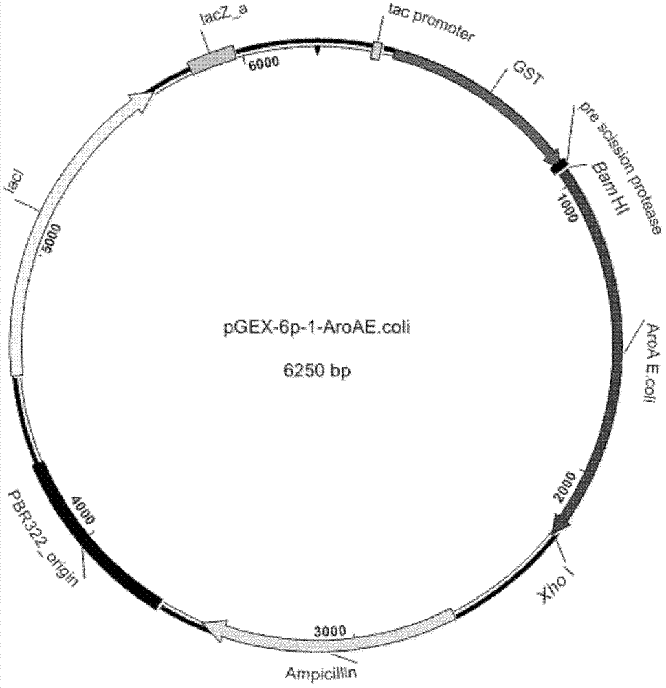 Isolation of 5-enol acetone shikimic acid-3-phosphate synthase gene