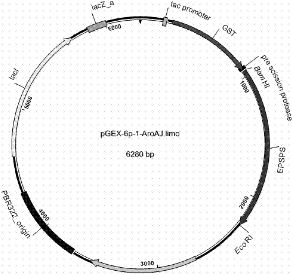 Isolation of 5-enol acetone shikimic acid-3-phosphate synthase gene