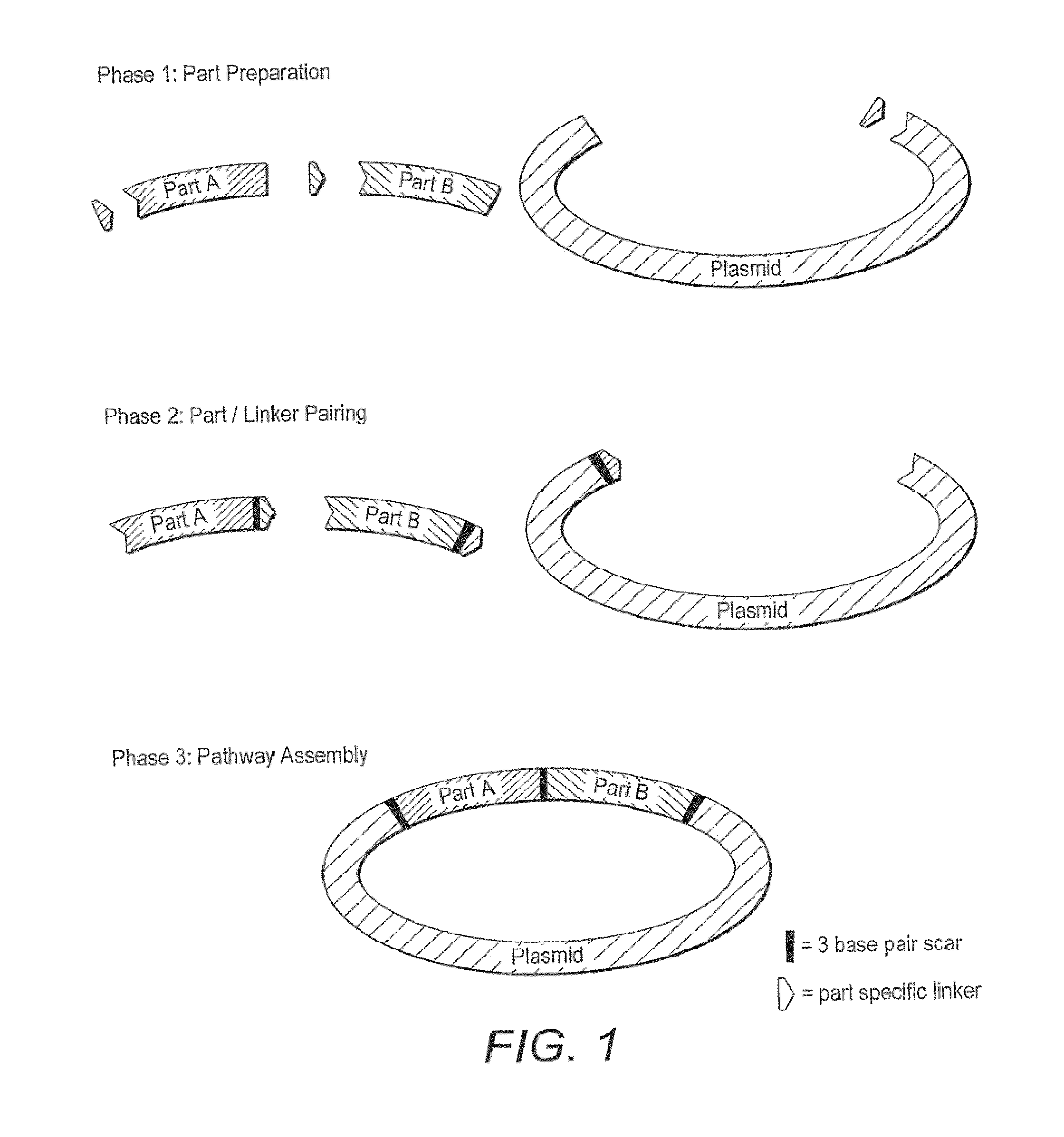 Method for assembly of polynucleic acid sequences