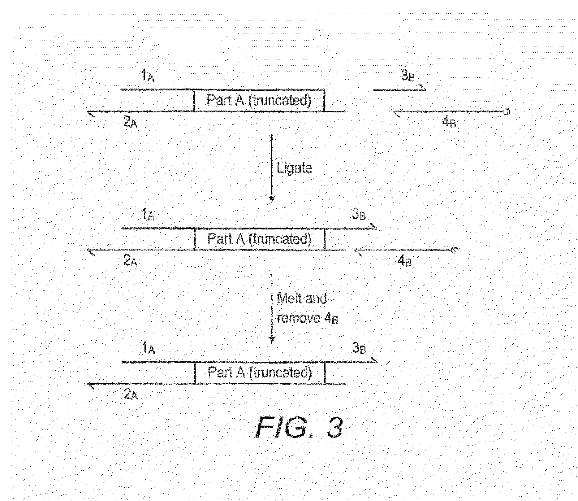 Method for assembly of polynucleic acid sequences