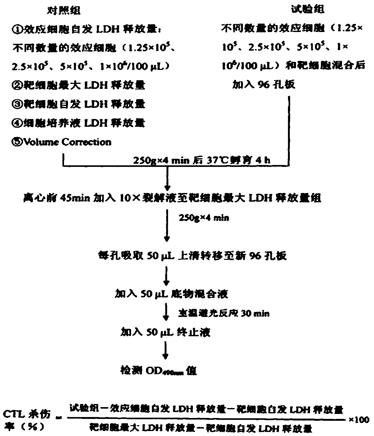 Double-target CAR-T therapy vector for colon cancer, and construction method and application of double-target CAR-T therapy vector