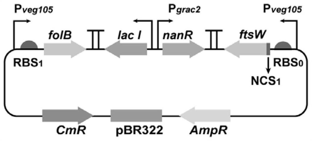 Recombinant bacillus subtilis with improved production stability of N-acetylneuraminic acid