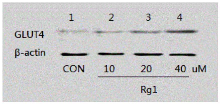 Application of ginsenoside Rg1 in preparation of health product capable of improving kinetism of organisms