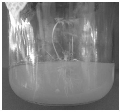 Rooting culture method of angelica sinensis tissue culture seedlings