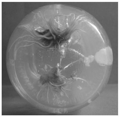 Rooting culture method of angelica sinensis tissue culture seedlings