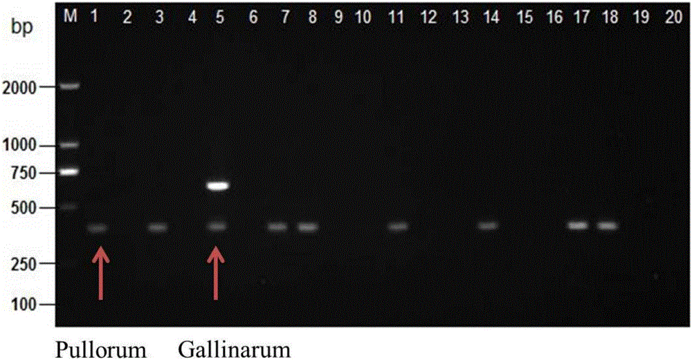 Primer group, kit and method for identifying salmonella pullorum and salmonella gallinarum