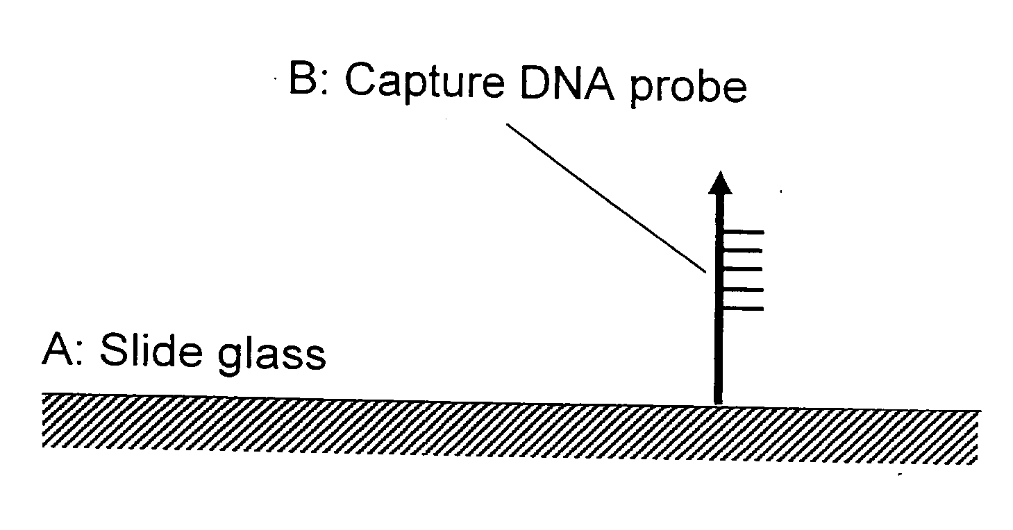 Method f amplifying dna chip signals