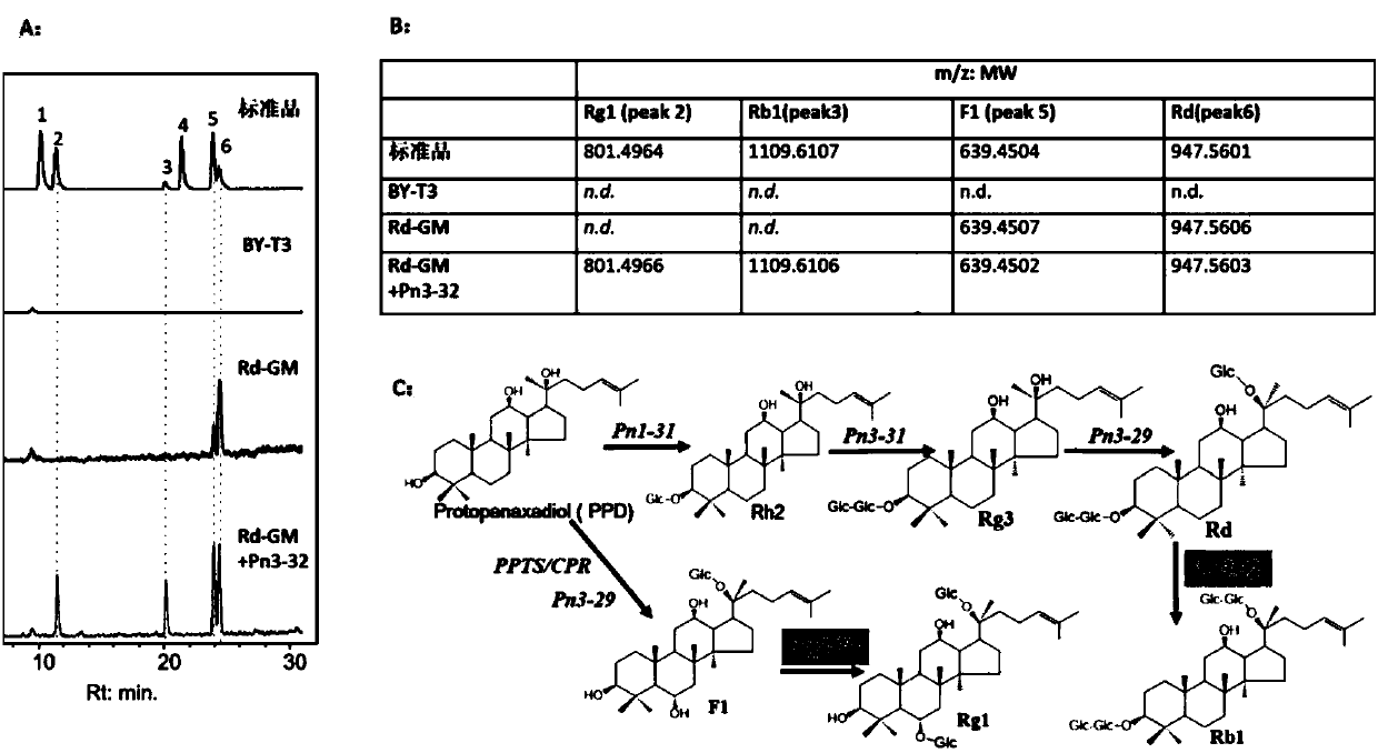 Applications of glycosyltransferase and related materials thereof in construction of engineering bacteria for producing ginsenoside Rb1 and Rg1