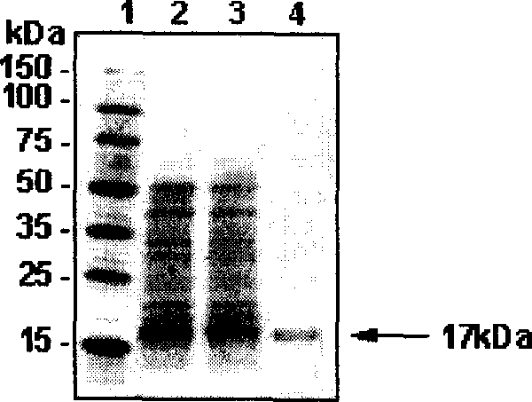 Polypeptide-human transferring factor concerned with anti-withering protein-16.94 and polynucleotide for encoding it