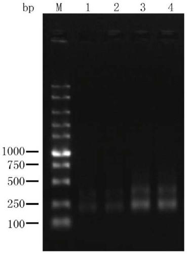 cfDNA (circulating cell free DNA) terminal repairing enzyme composition, cfDNA terminal repairing buffer solution reagent, and construction method for sequencing library