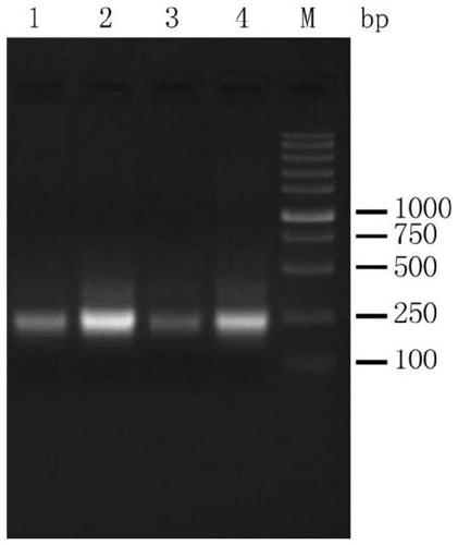 cfDNA (circulating cell free DNA) terminal repairing enzyme composition, cfDNA terminal repairing buffer solution reagent, and construction method for sequencing library