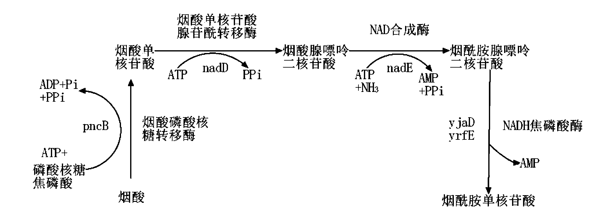 Succinic acid genetic engineering bacterium and method for fermenting and producing succinic acid