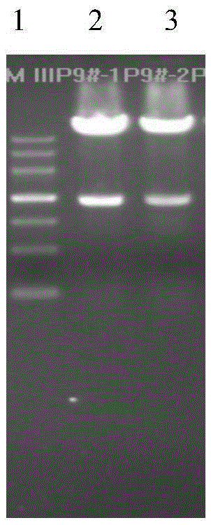 Purification method of candidate antigen glu of Streptococcus mutans recombinant subunit gene engineering vaccine