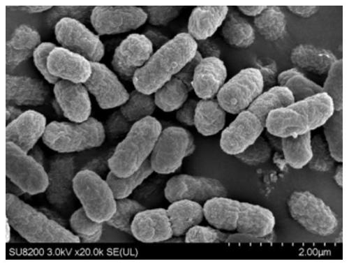 Triazole-degrading bacteria and its application in the treatment of triazole-containing wastewater