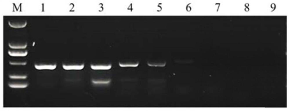 Neospora caninum specific PCR detection kit and preparation method and application