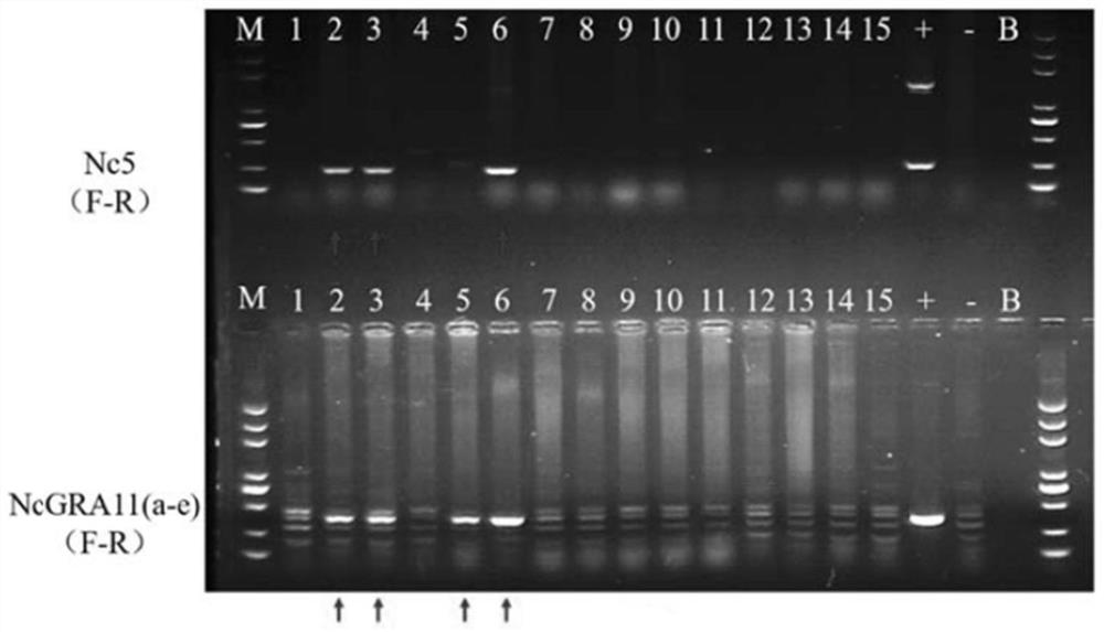 Neospora caninum specific PCR detection kit and preparation method and application