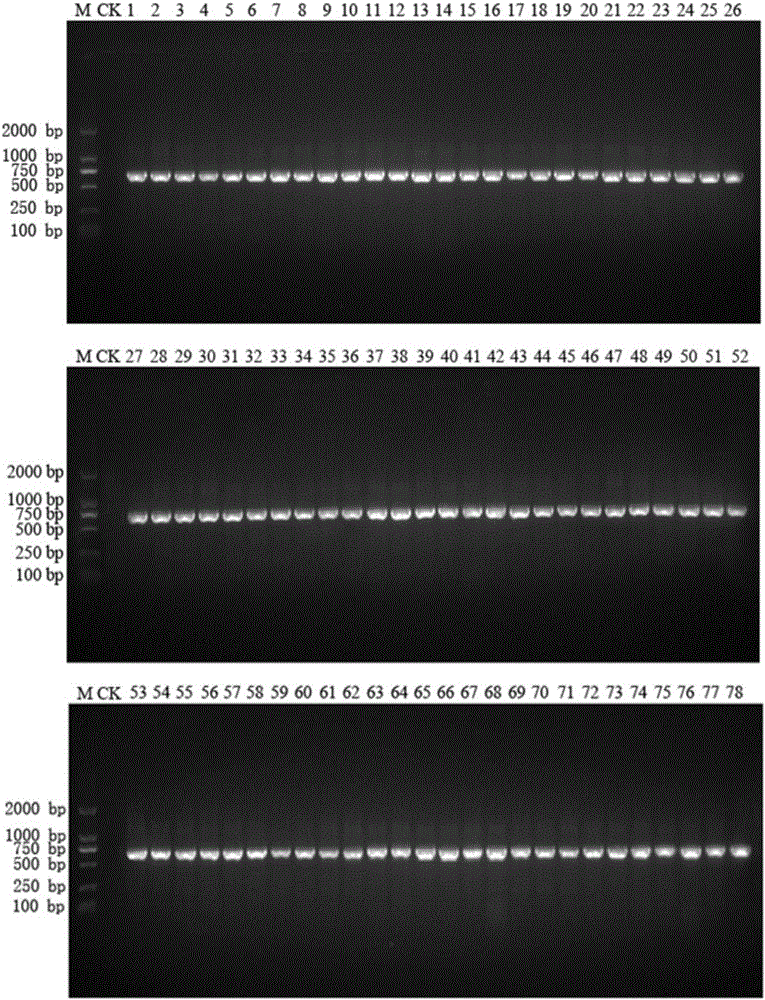 General DNA extraction method for identification of animal traditional Chinese medicine molecules and kit