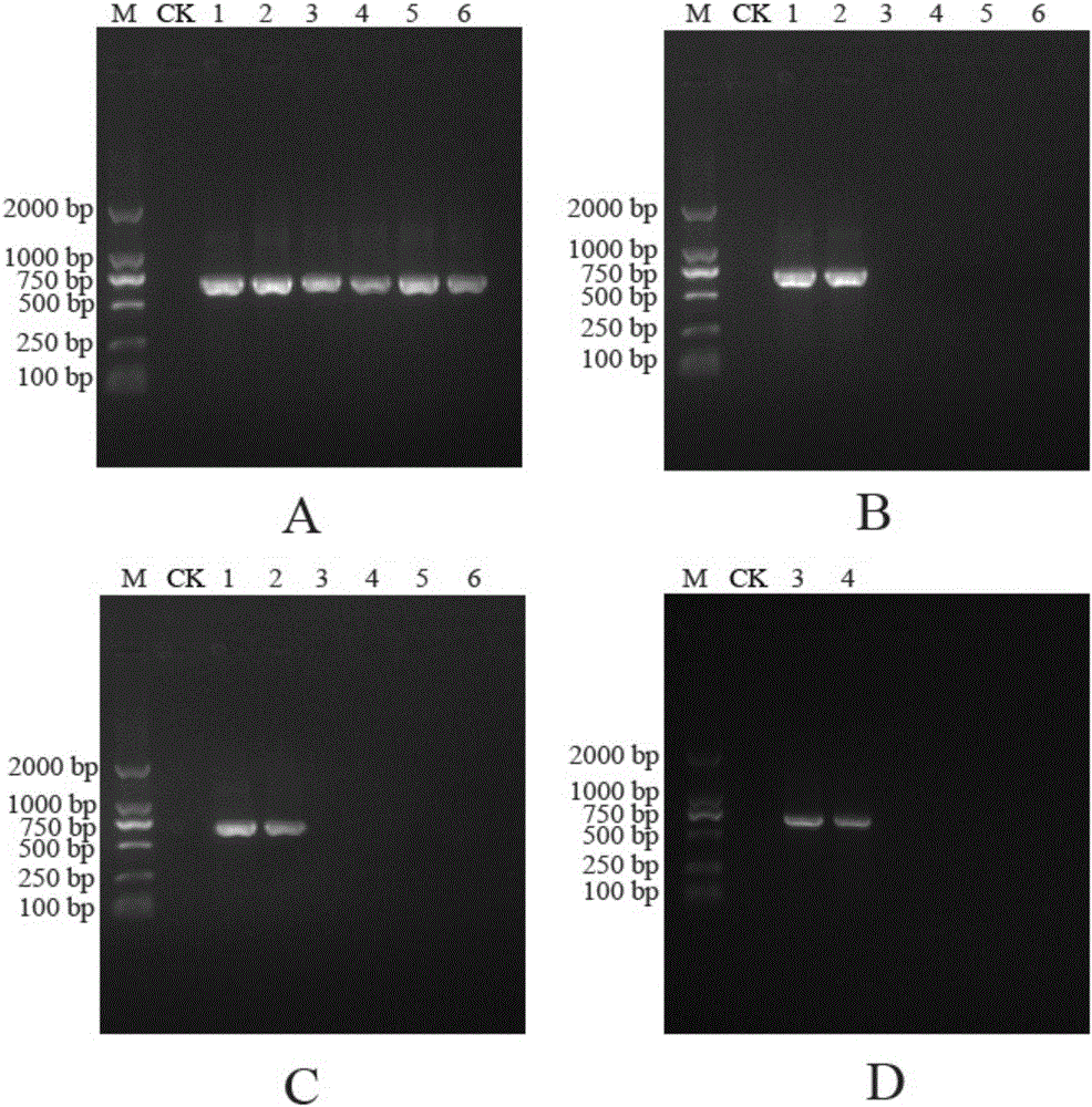 General DNA extraction method for identification of animal traditional Chinese medicine molecules and kit