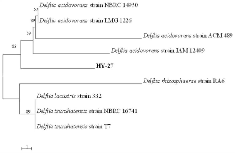 Delftia acidovorans and application thereof in prevention and treatment of plant diseases