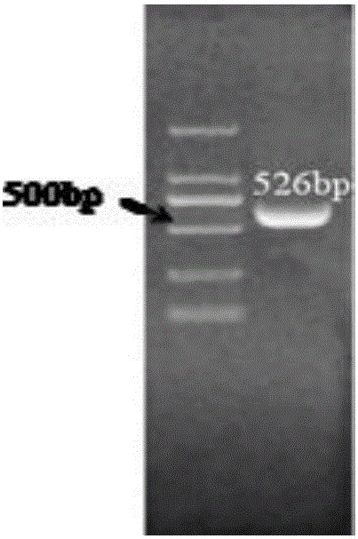 PCR identifying method for nitrite bacteria