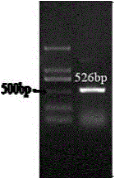 PCR identifying method for nitrite bacteria