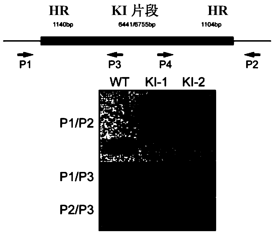 Method for genetically modifying a predetermined site in the genome of a cell